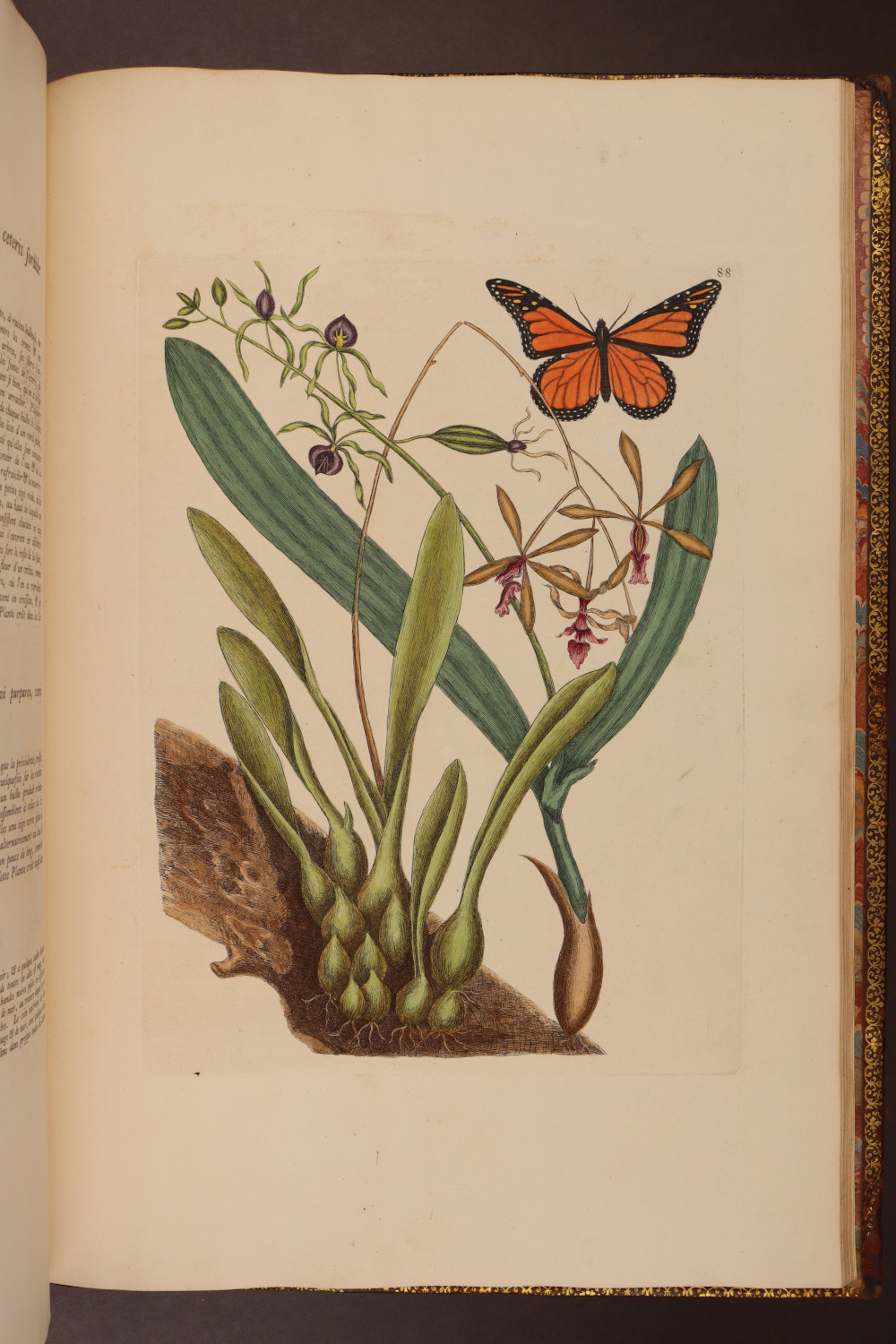 Plate  88